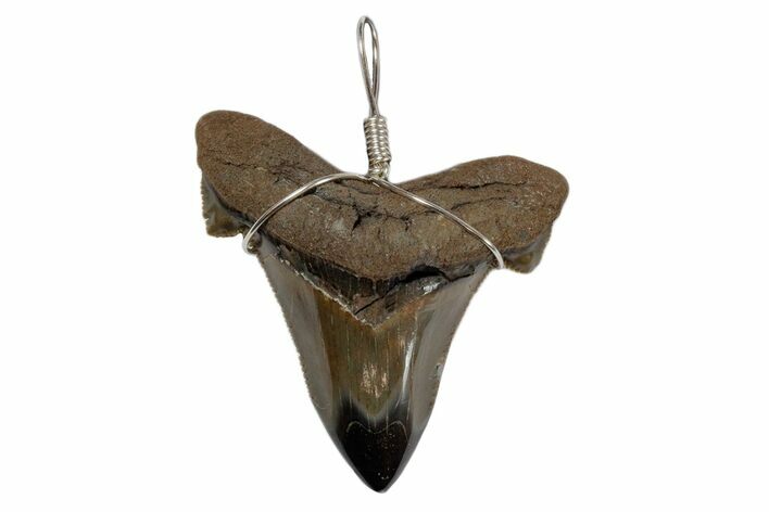 Serrated, Fossil Angustidens Shark Tooth Necklace #173883